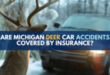 Deer Accidents 1920X1080 1