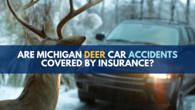 Deer Accidents 1920X1080 1